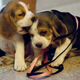 Image for article titled Canadian University Brings Puppies in to Ease Finals Stress, Where You Went to School Is Shit